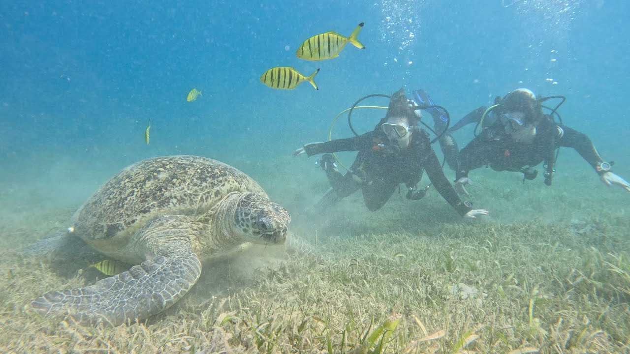 House Reef at Duck´s Diving Safaga, Egypt (February 18, 2023)