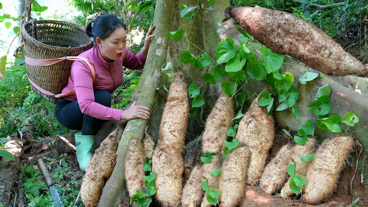 Harvesting Giant Yams – Enjoying Delicious Stir-Fried Noodles In The Little Kitchen.