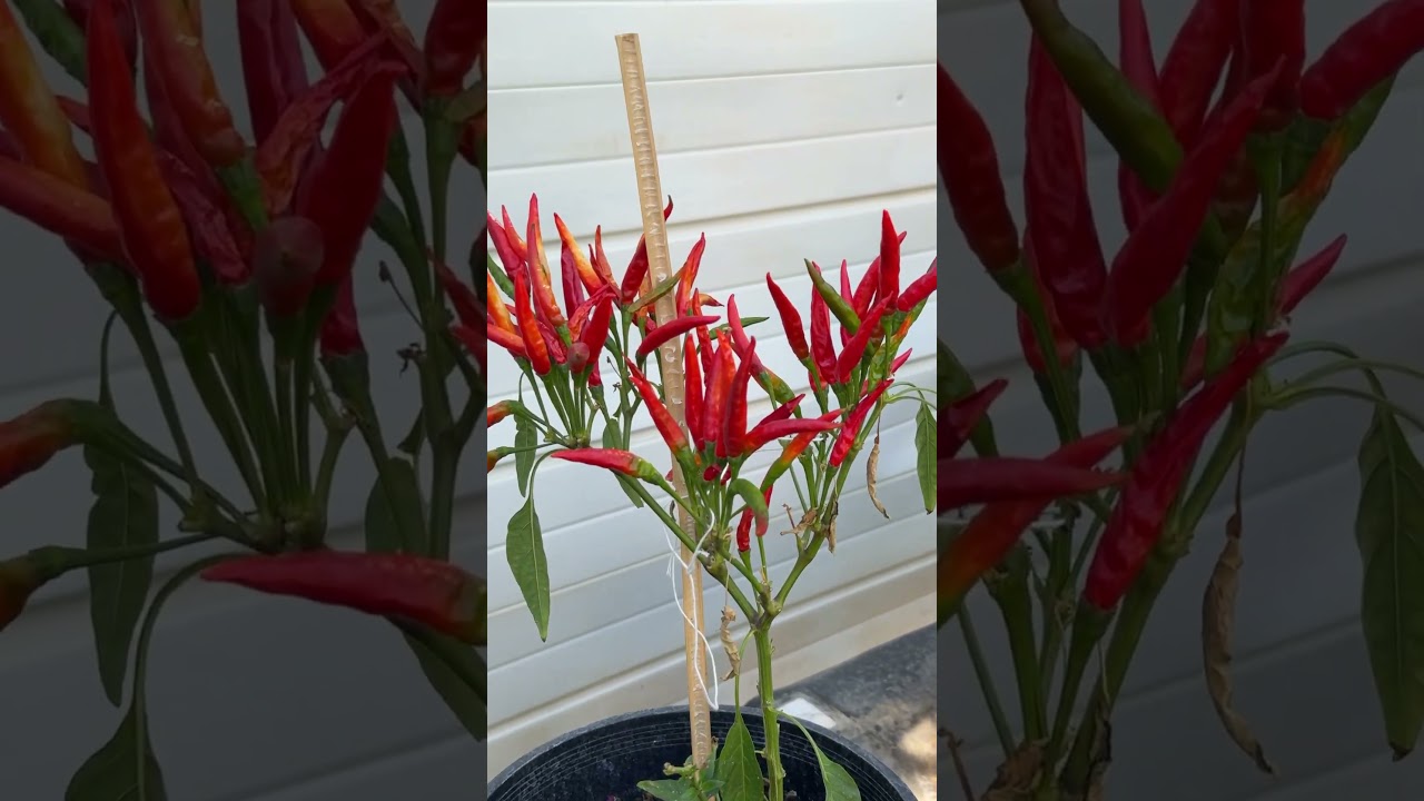 These are some chile de arbol my mother is growing! Have you seen how chili is grown 🌶️