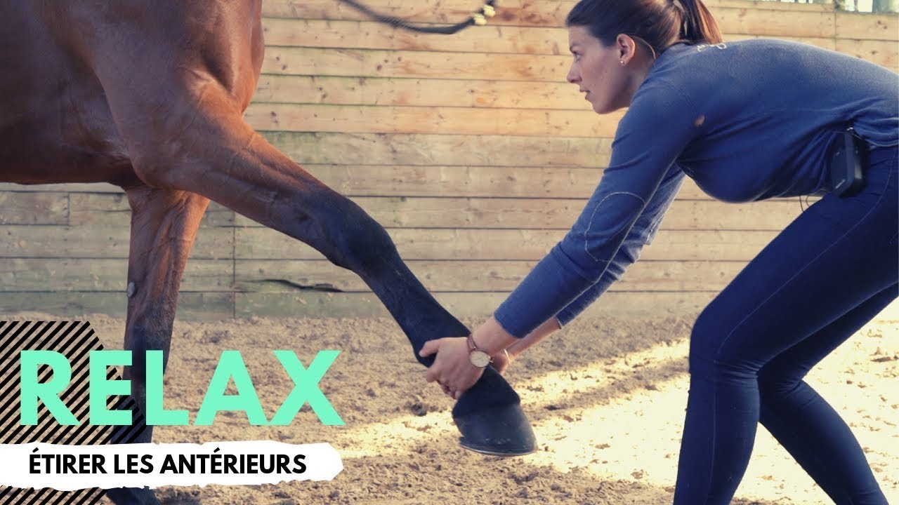 [RELAX] (Bien) étirer les antérieurs de son cheval 🤸‍♀🐴
