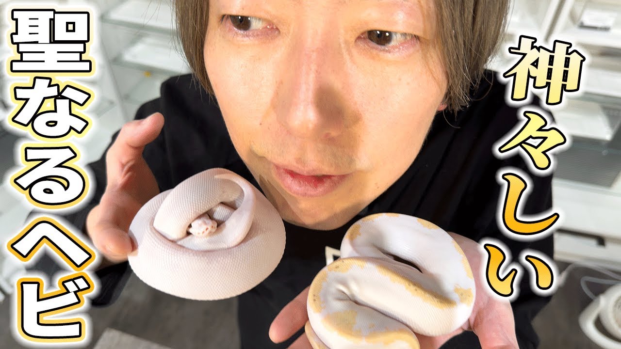 白ヘビのお値段は？どこで買える？ボールパイソン「リューシ」