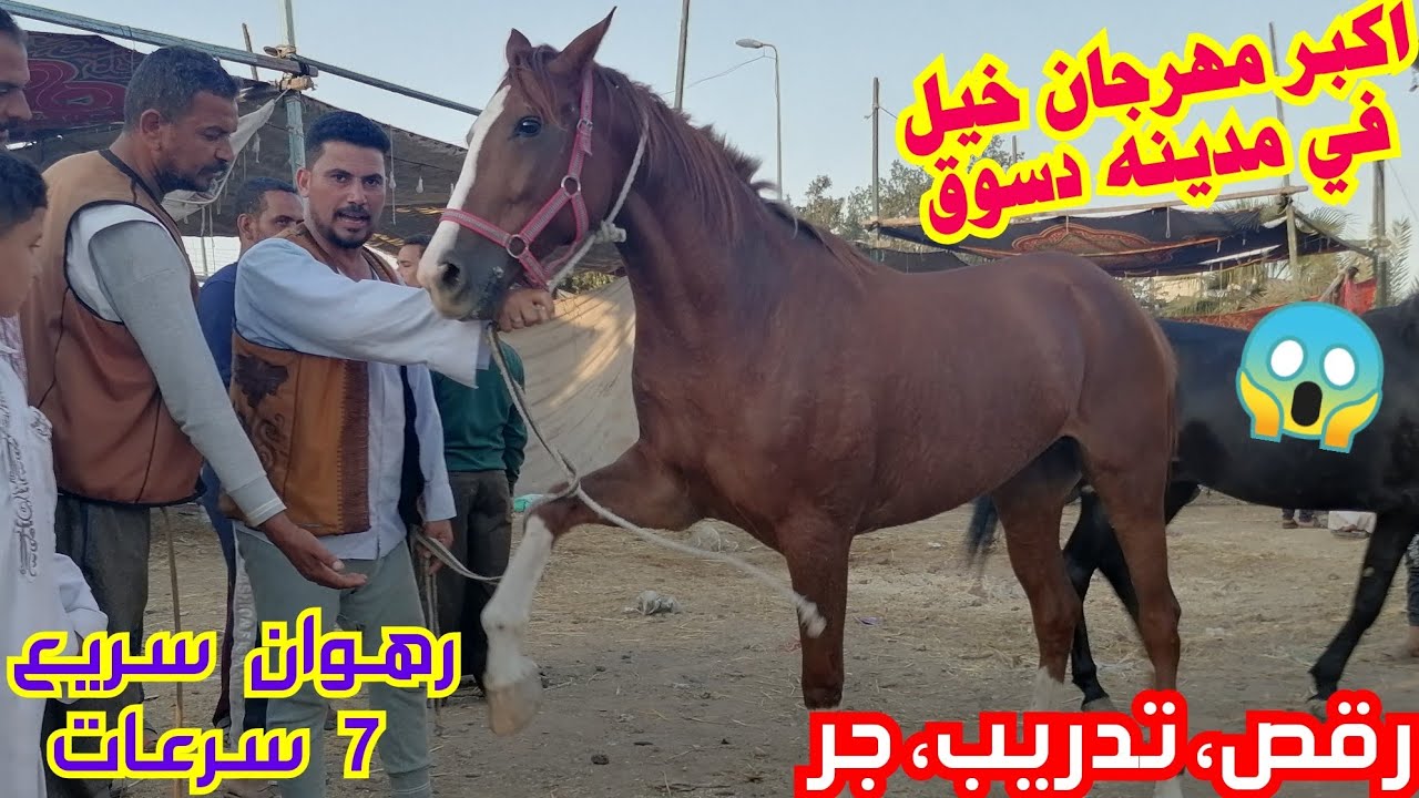 اكبر مهرجان خيل في مدينه دسوق اليوم خيل رقص وتدريب وركوب وجر متع عينك😱😱😱