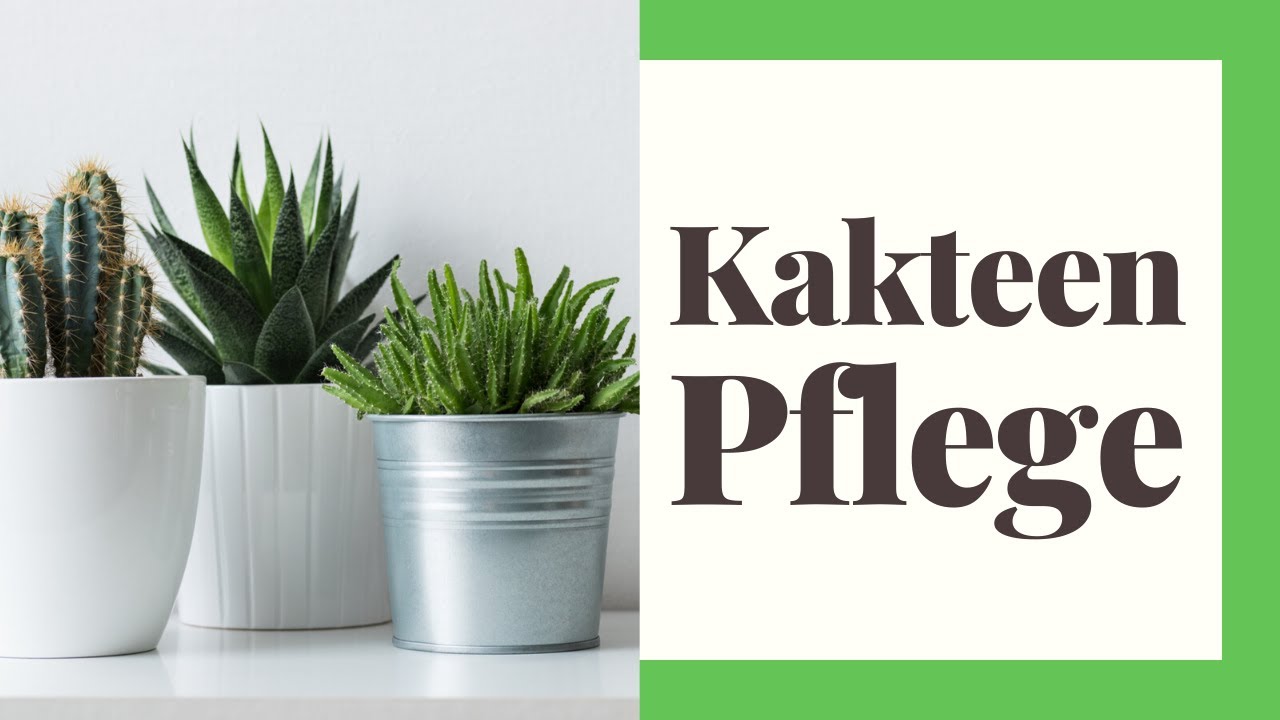 Kakteen richtig Pflegen (Standort, Gießen, Düngen, Umtopfen)