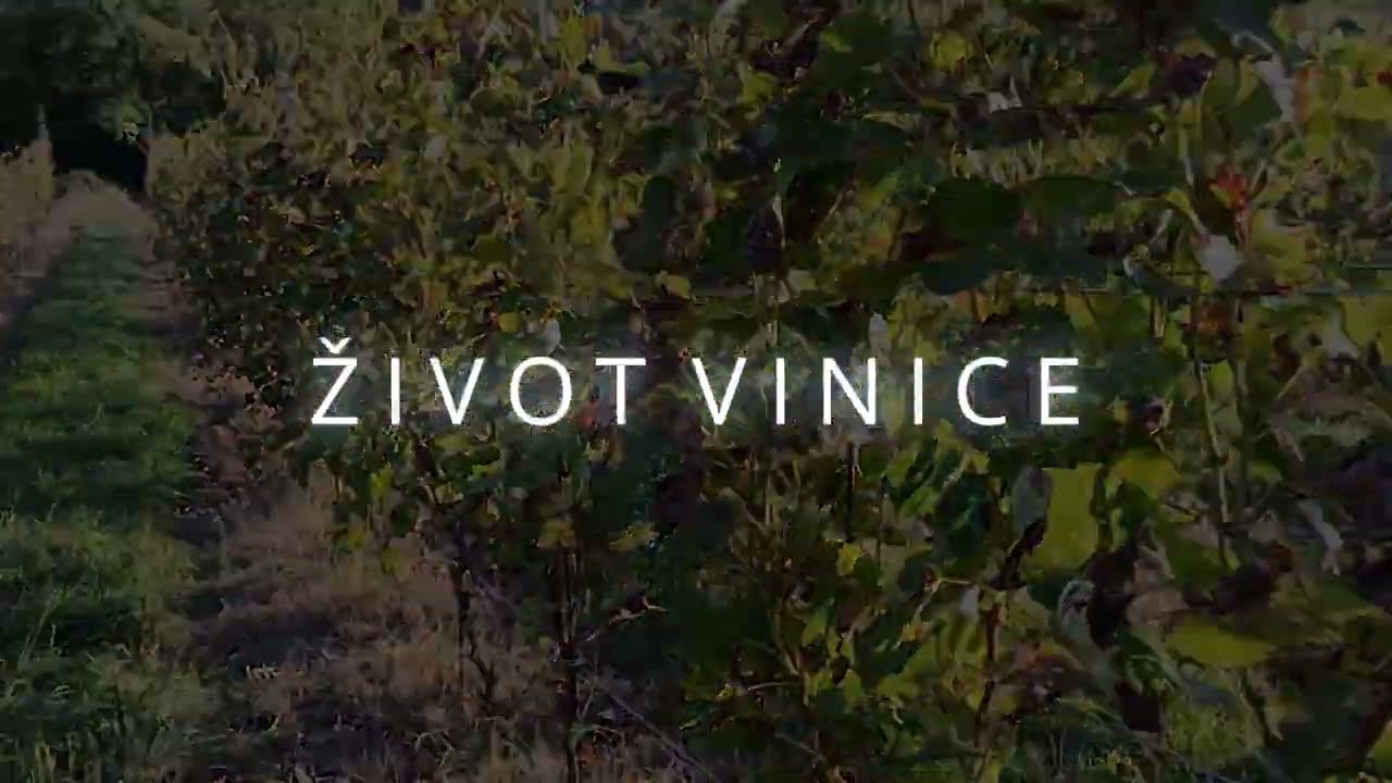 UVEDEN&Iacute; - ŽIVOT VINICE