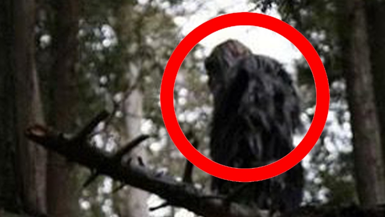 The Most Convincing Bigfoot Footage Ever Captured