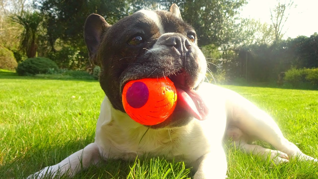 How French Bulldogs play fetch!