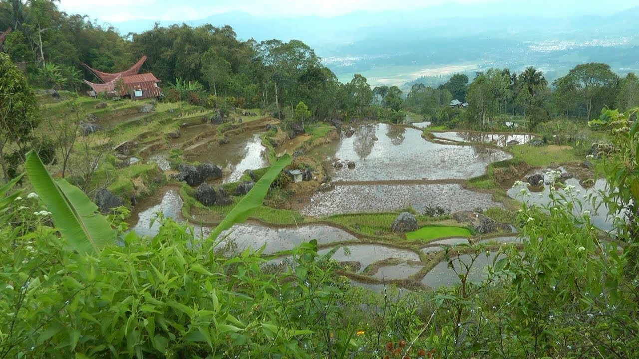 INDONESIA walking near Rantepao (Sulawesi)