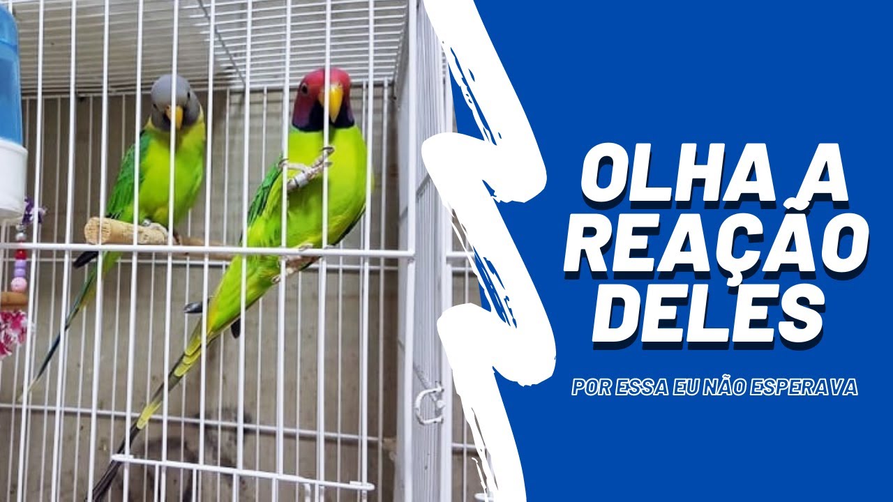 JUNTEI MEU CASAL DE CABEÇA DE AMEIXA - UDP