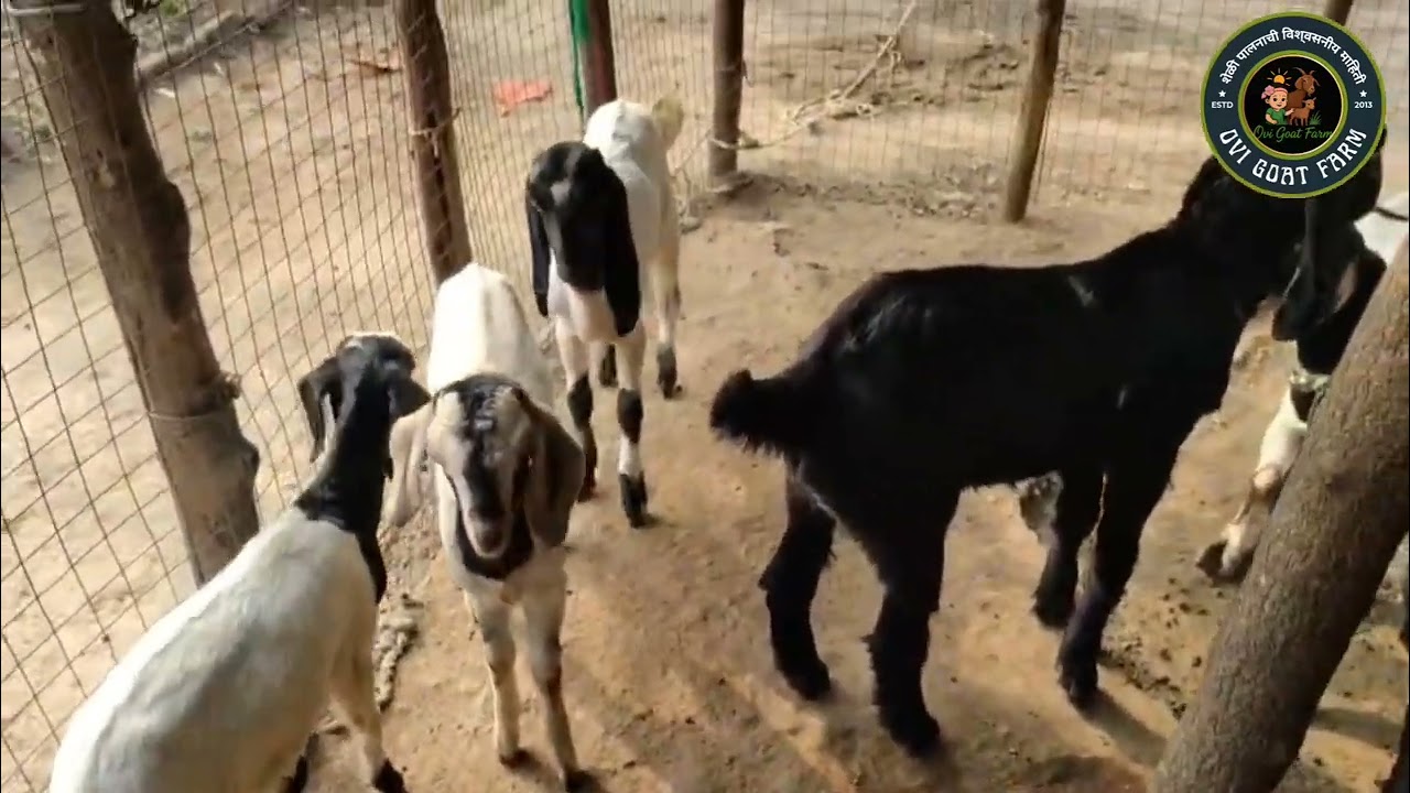 शेळी च्या सर्दी वरती जालीम उपाय...!