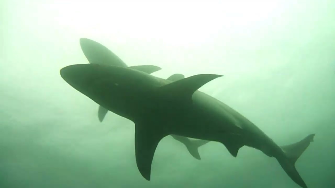 Baited Shark Dive Aliwal Shoal