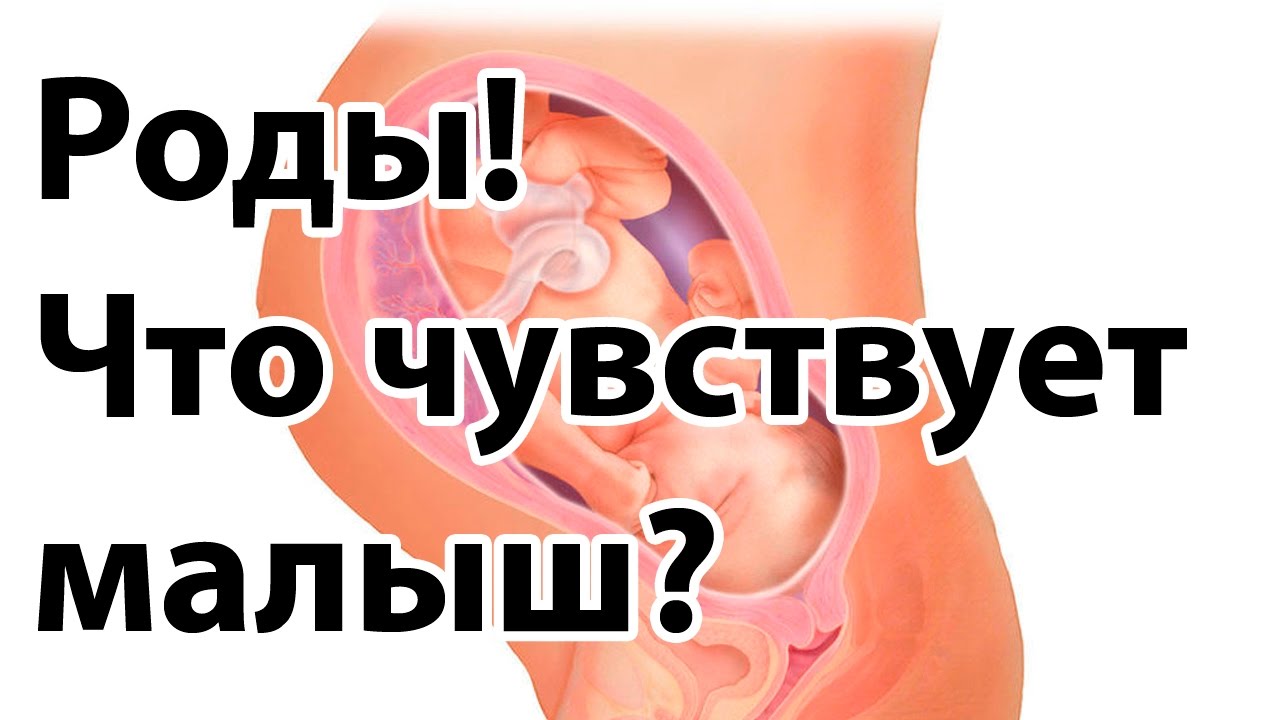 Роды: что чувствует ребёнок? Смотреть всем беременным! | 