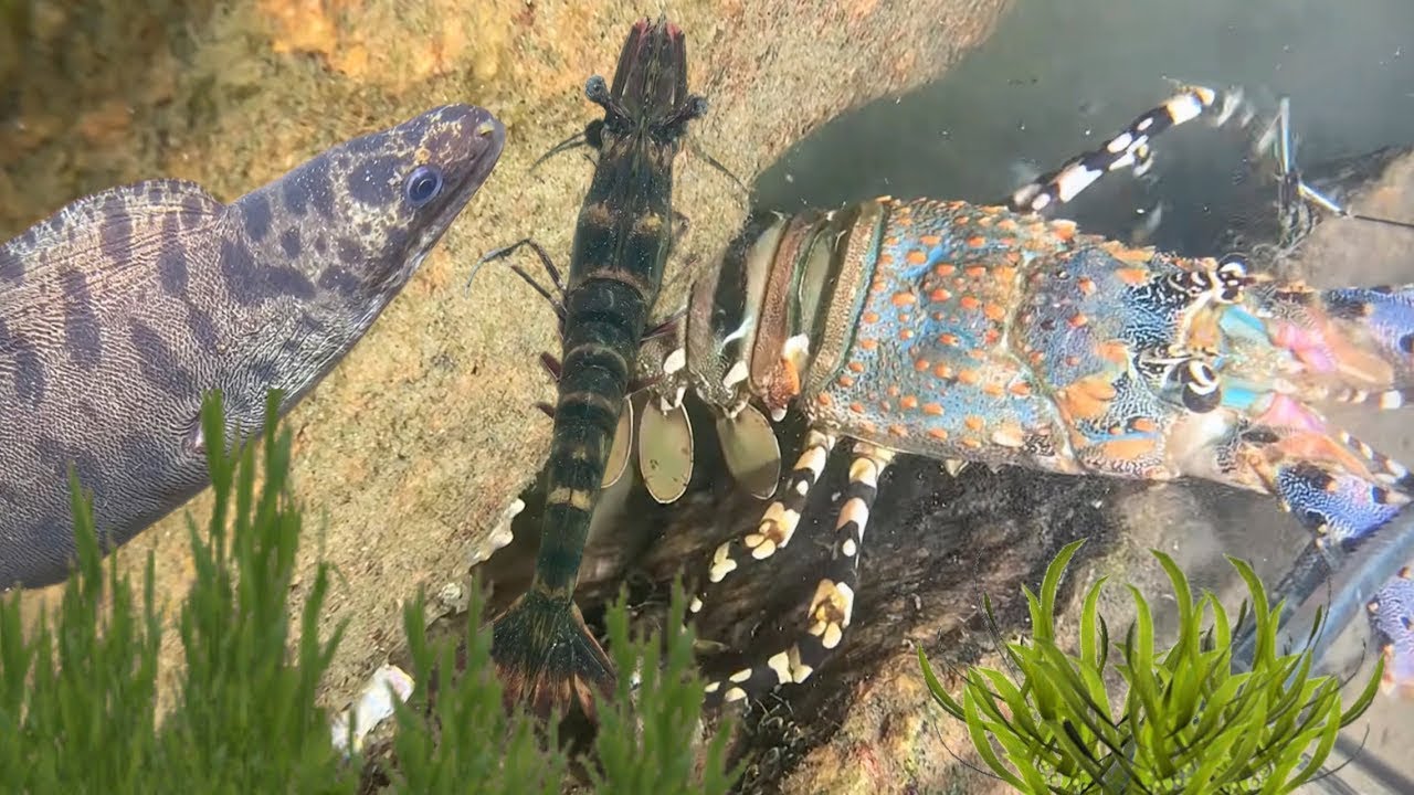 Night Diving Seafood - Catching Lobster, Crab, Flash Shrimp, And Eel111