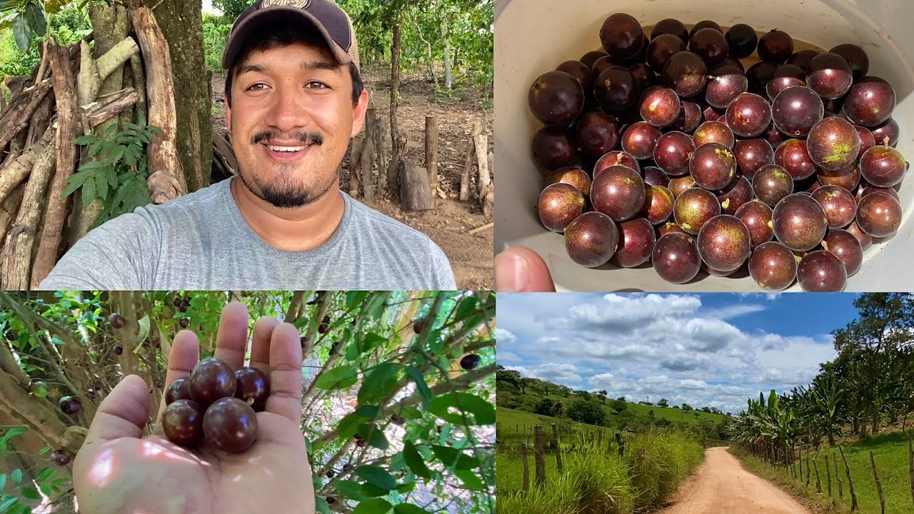 FARTURA DE JABUTICABA / COLHI E LEVEI PARA VOINHA / ELA AMA ESSA FRUTA!!!