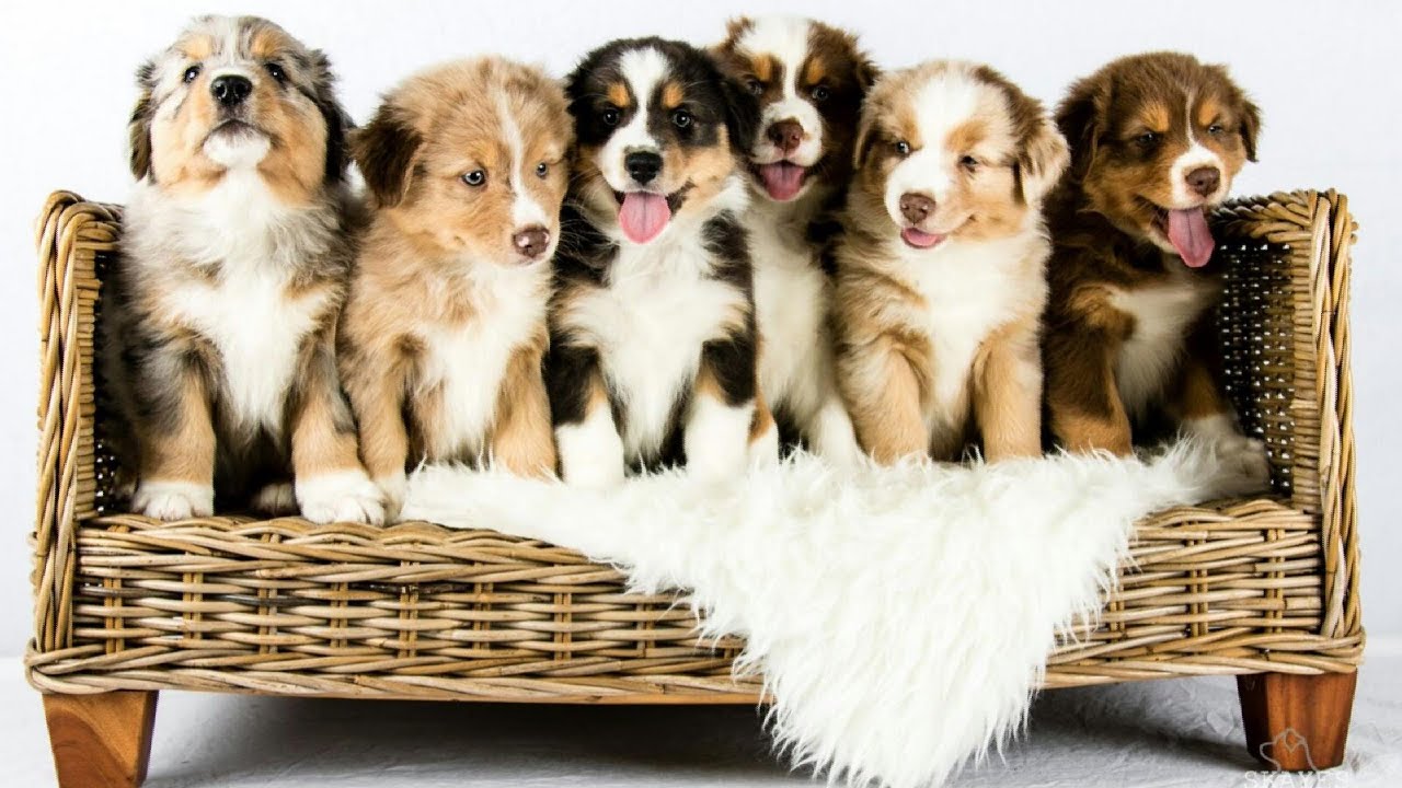 Australian Shepherd puppies growing | Time lapse