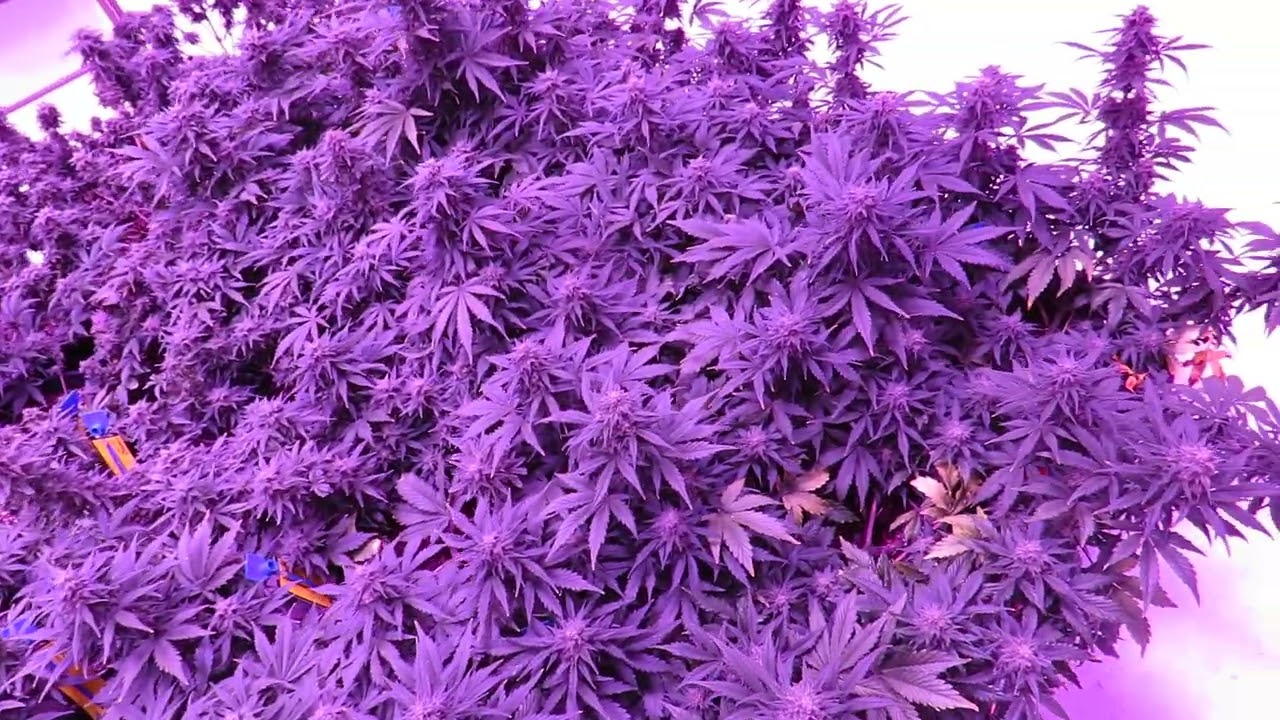 Chem Cookies & 3 Orca Auto flowers 7-18-2022