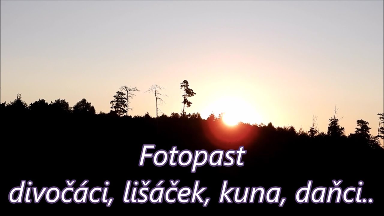 Fotopast - divoč&aacute;ci, li&scaron;&aacute;ček,kuna,daňci...Camera trap wild - boars, foxes, martens, fallow deer...