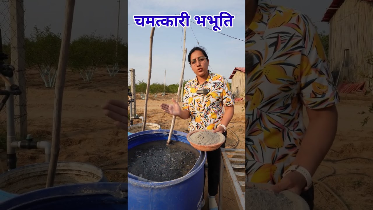 Correct use of ash in farming will increase yield. Benefits of Ash in Agriculture #agriculture #shorts #ash