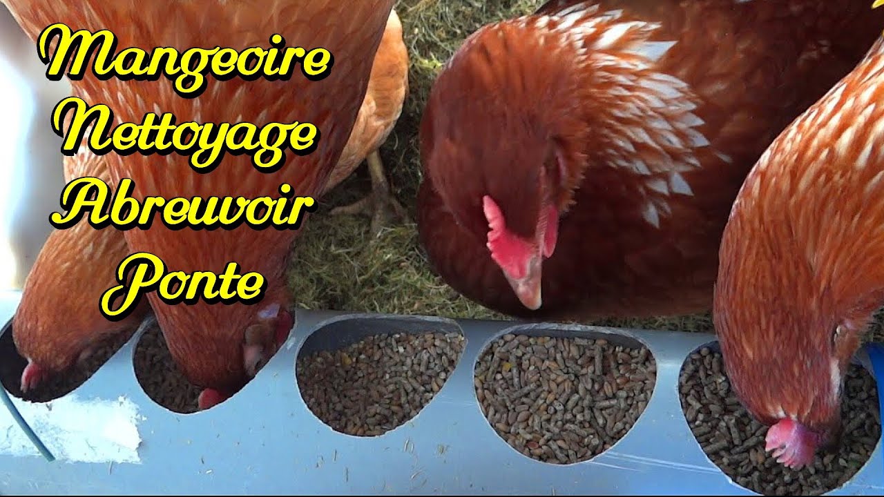 Как построить курятник 4. Чистка, полив, кормление, укладка.
