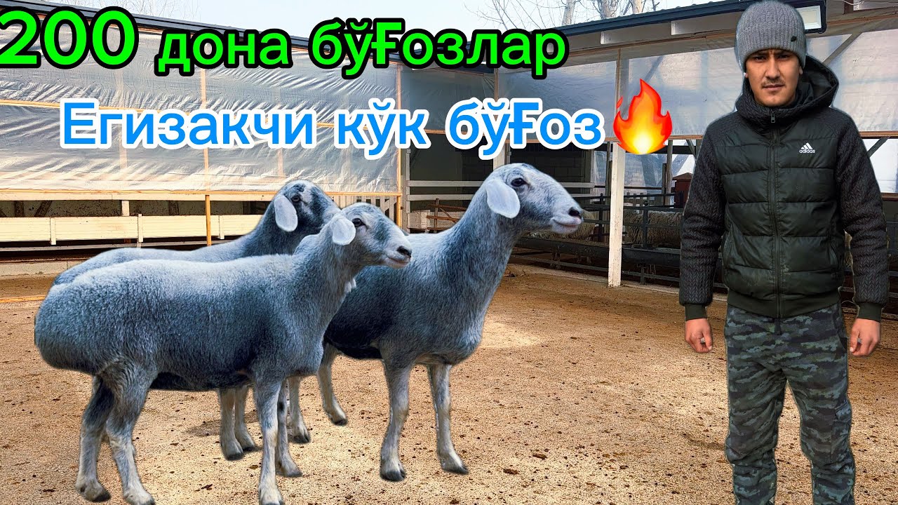 Егизчи бўғозлар🔥200 дона йирик бўғоз қўйлар