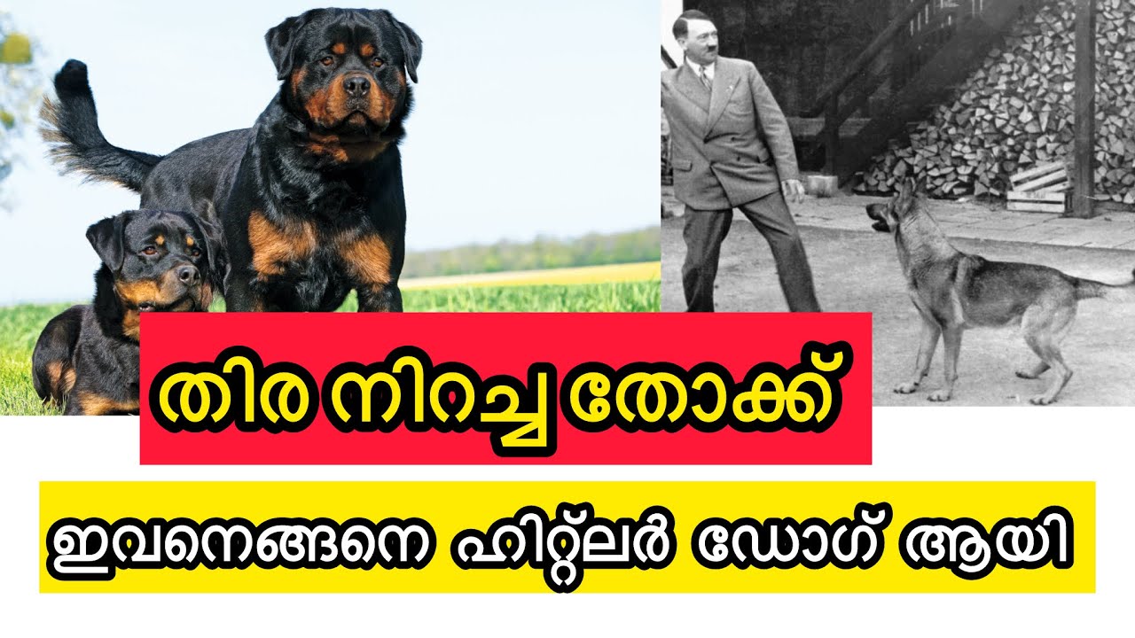 ഹിറ്റ്ലറിന്റെ നാസിപടയിൽ വരെ അംഗങ്ങൾ ആയിരുന്ന റോട്ട്  വീലർ എന്ന വില്ലന്മാർ #rottweiler 