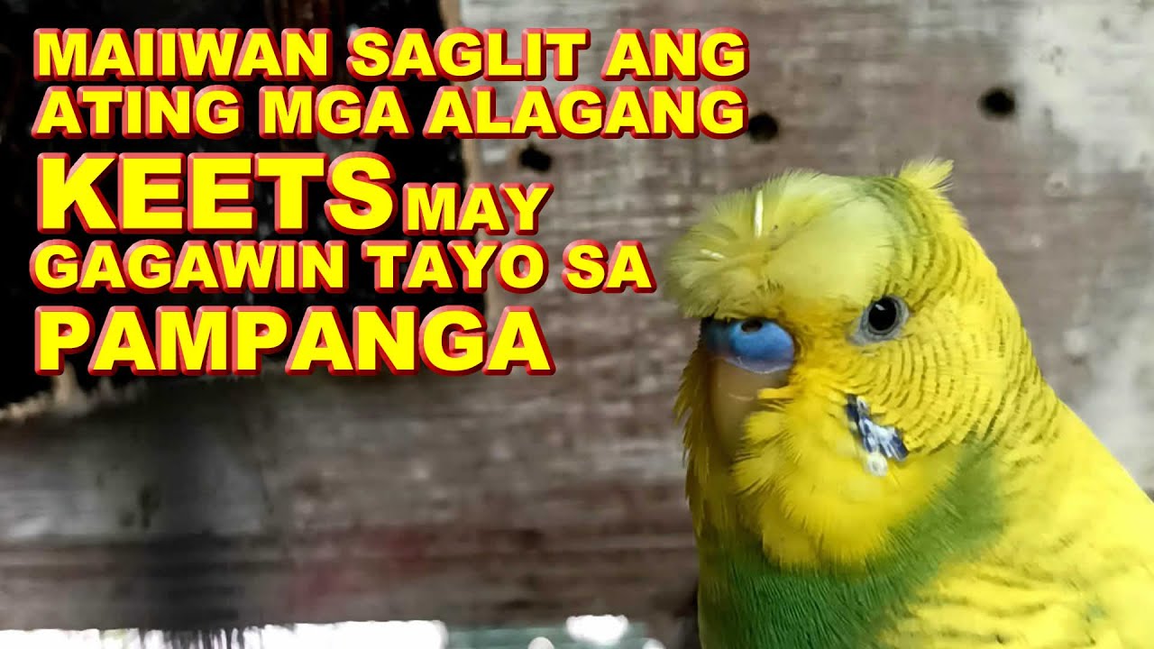 SI MISIS MUNA MAGPAPAKAIN SA ATING MGA ALAGA