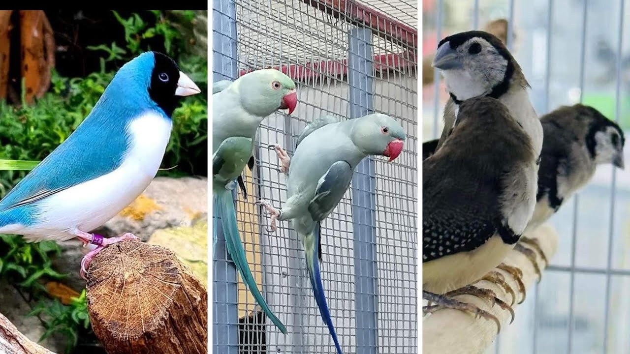FEIRA DE PÁSSAROS EXÓTICOS DE CARUARU PE 24 05 2024 1