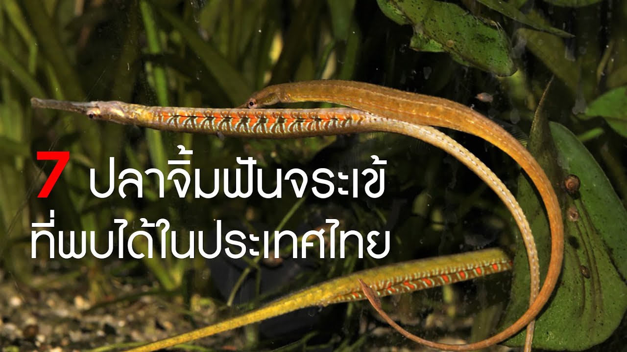 7 ปลาจิ้มฟันจระเข้ ที่พบได้ในประเทศไทย เคยเจอชนิดไหนกันบ้าง? #ปลาไทย
