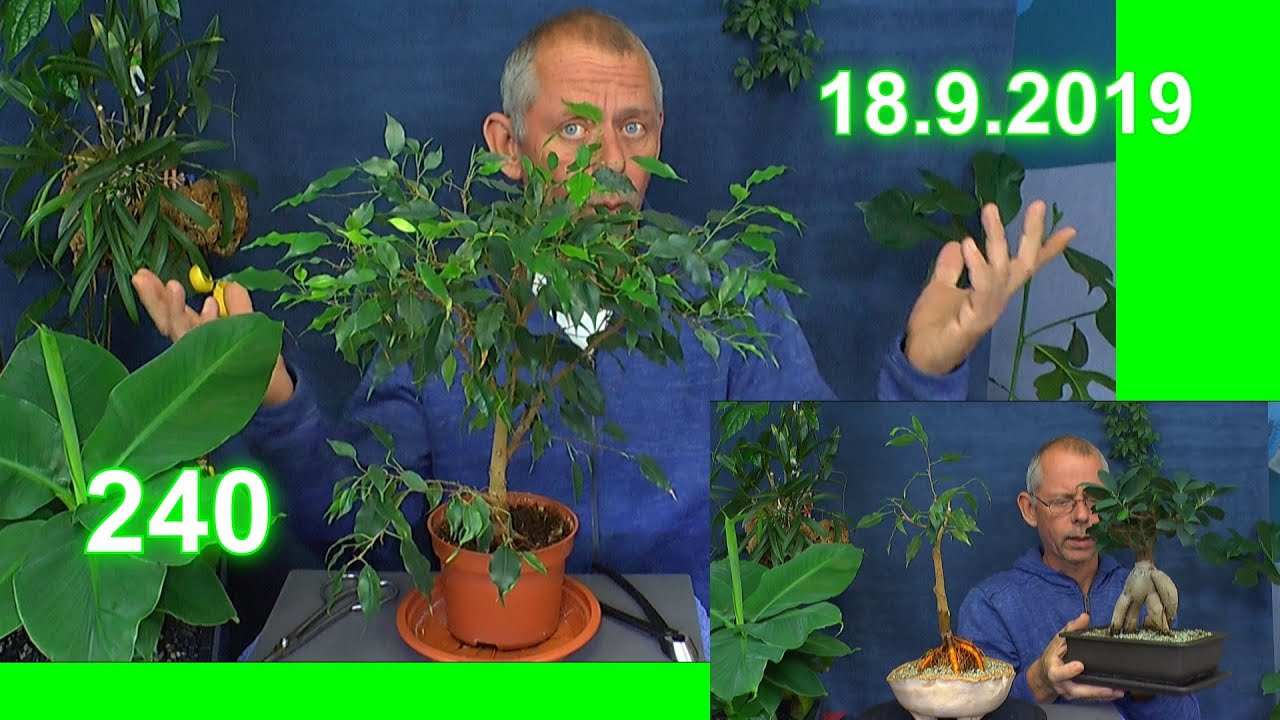 So geht Bonsai / Bonsai Ficus benjamini benjamina Schneiden Wurzeln und Einpflanzen