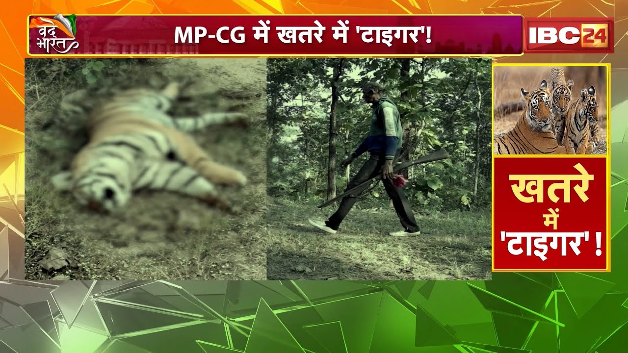 Tiger Deaths in MP: MP में 2025 में 55 बाघों की मौतें। टाइगर स्टेट में मंडराता शिकार का साया