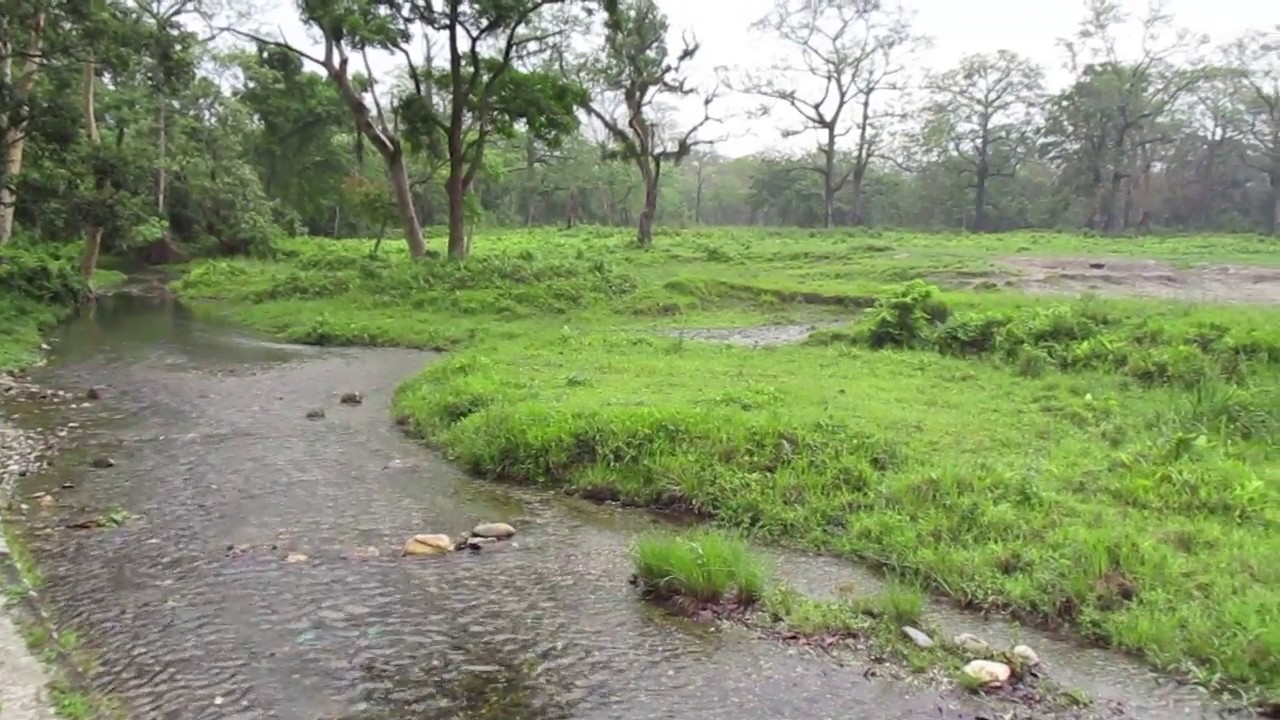 holong river / HIMALAYAN FOREST / RUDY / REVIEW ART