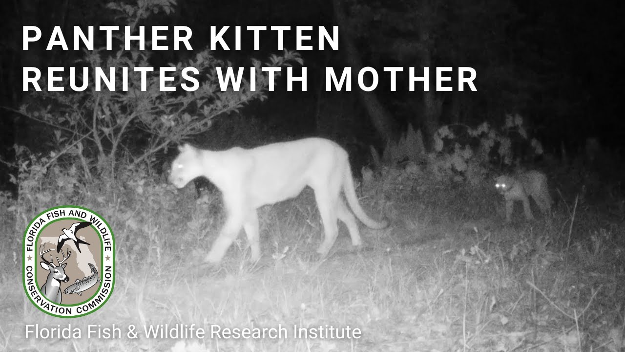 FWC Biologists Successfully Reunite Panther Kitten with Mother