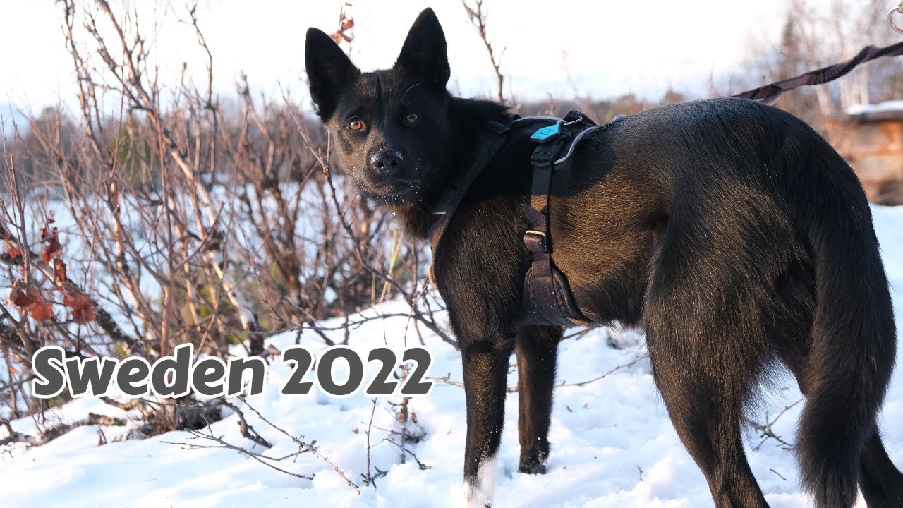 Sweden trip with lapinporokoira and greyhound | 2022