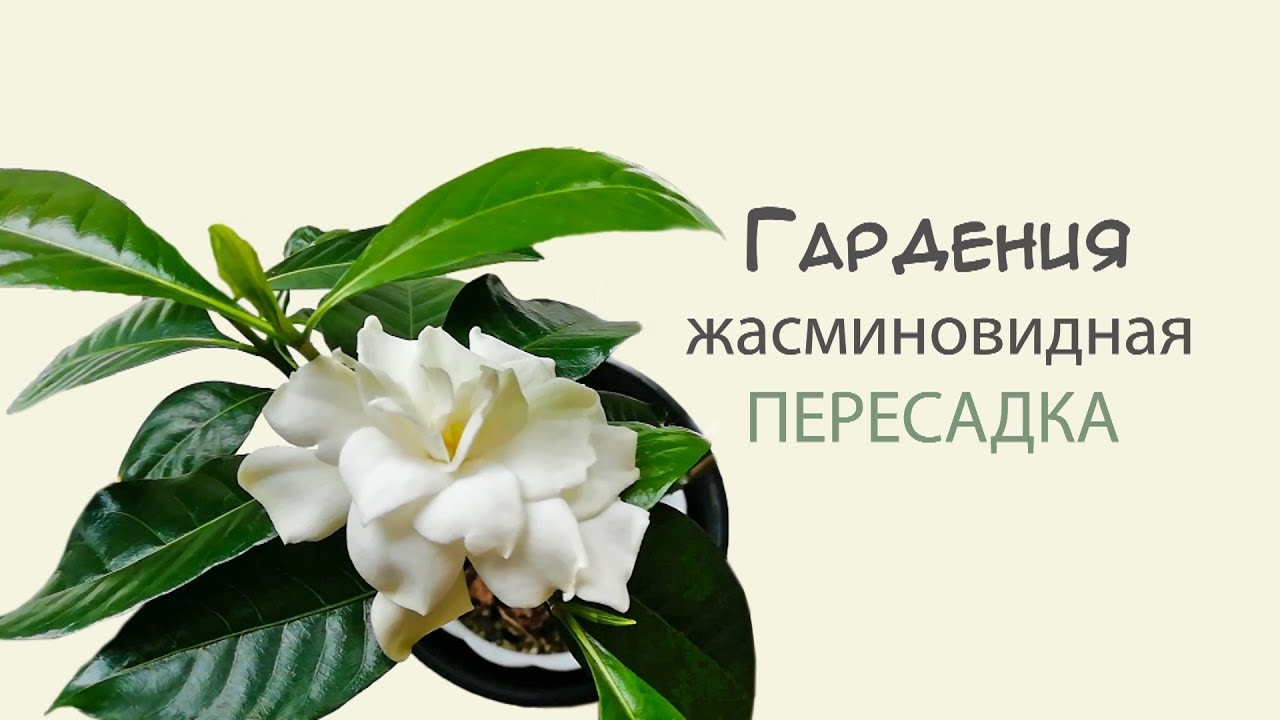 Гардения Жасминовидная. Пересадка. Укоренение.