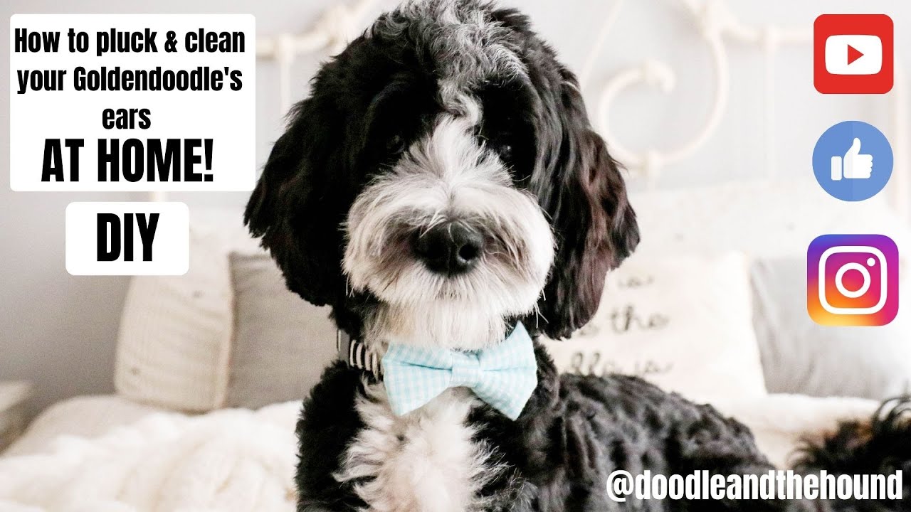 How to pluck and clean your Goldendoodle's ears AT HOME!