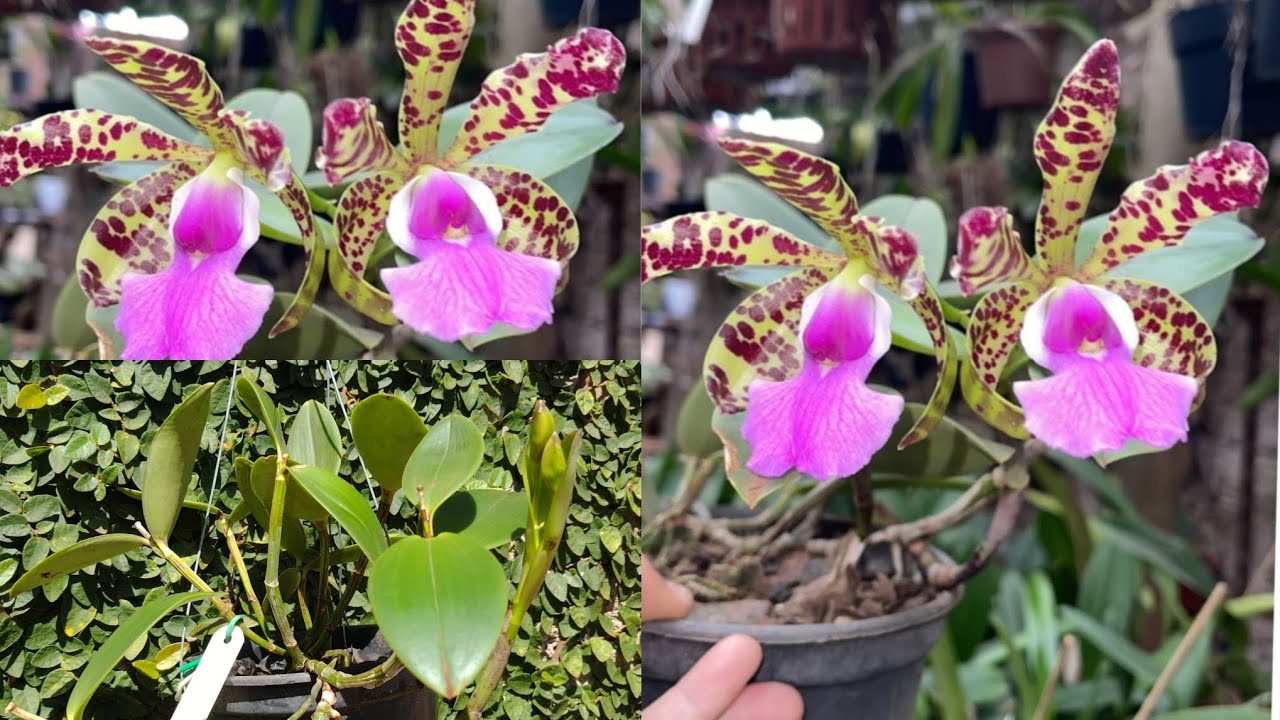 Como cultivar cattleya aclandiae super fácil