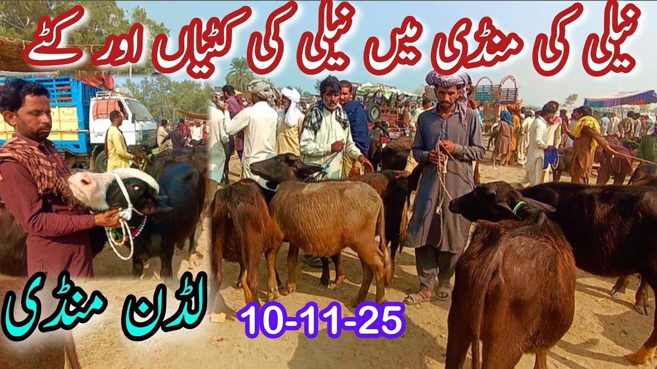 PURE NILI RAVI KATTIAN KATTY BUFFALO PRICE IN LUDDAN MANDI | Katti Farming In Pakistan