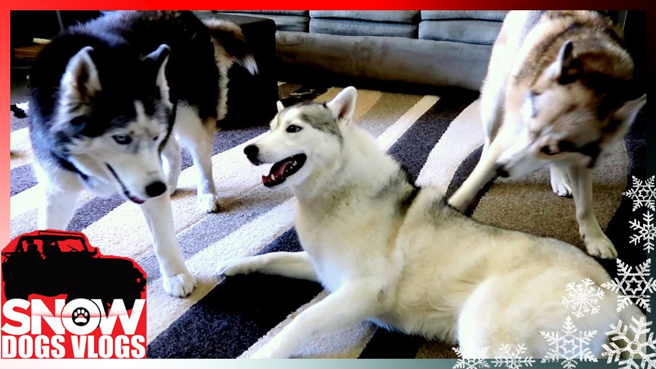 OAKLEY WANTS TO PLAY TOO!