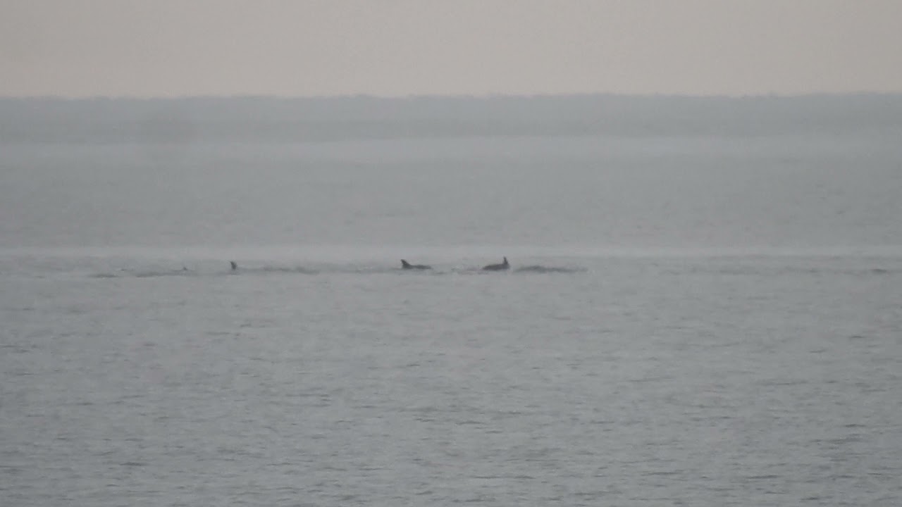 Short-beaked Common Dolphins, Start Bay, South Devon, 12/09/21