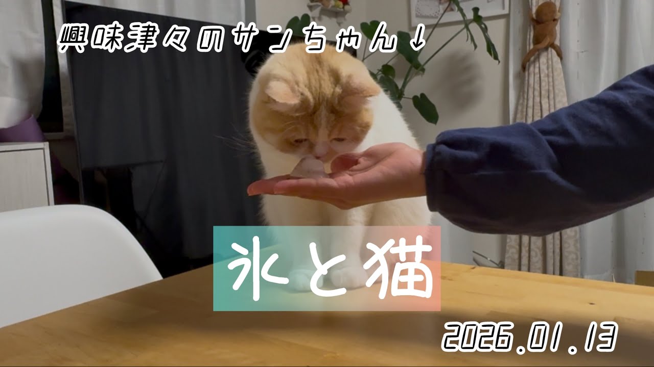 【#29】氷とサンちゃん。2026.01.13