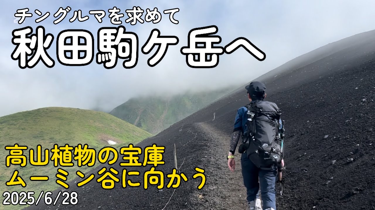 【登山】秋田駒ケ岳へ　秋田県最高峰！高山植物！ガスで視界ゼロ