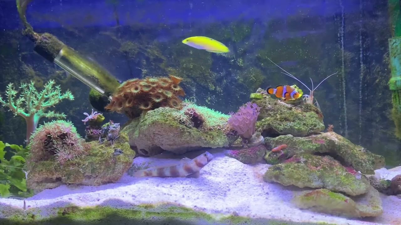 Calming fish tank with relaxing music 
