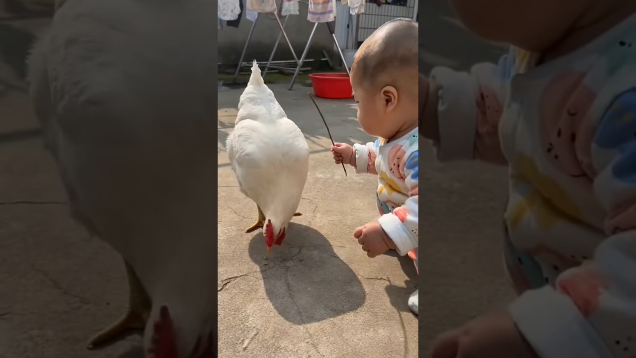 Moments You Can't🫢🤣🐓MissPure Vibes OnlyWatch Till the End!#viral#shorts🐥🐔👶P8661