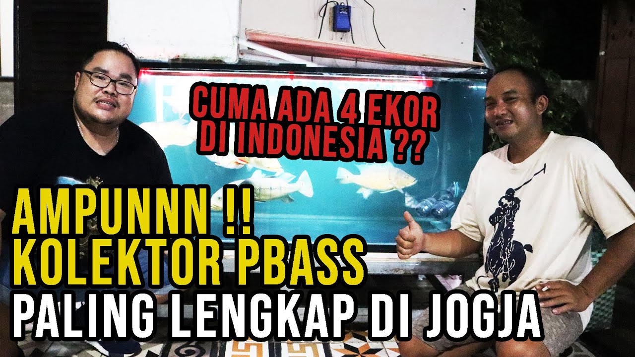 САДИС!! В ИНДОНЕЗИИ ВСЕГО 4 КОЛЛЕКЦИИ PBASS??