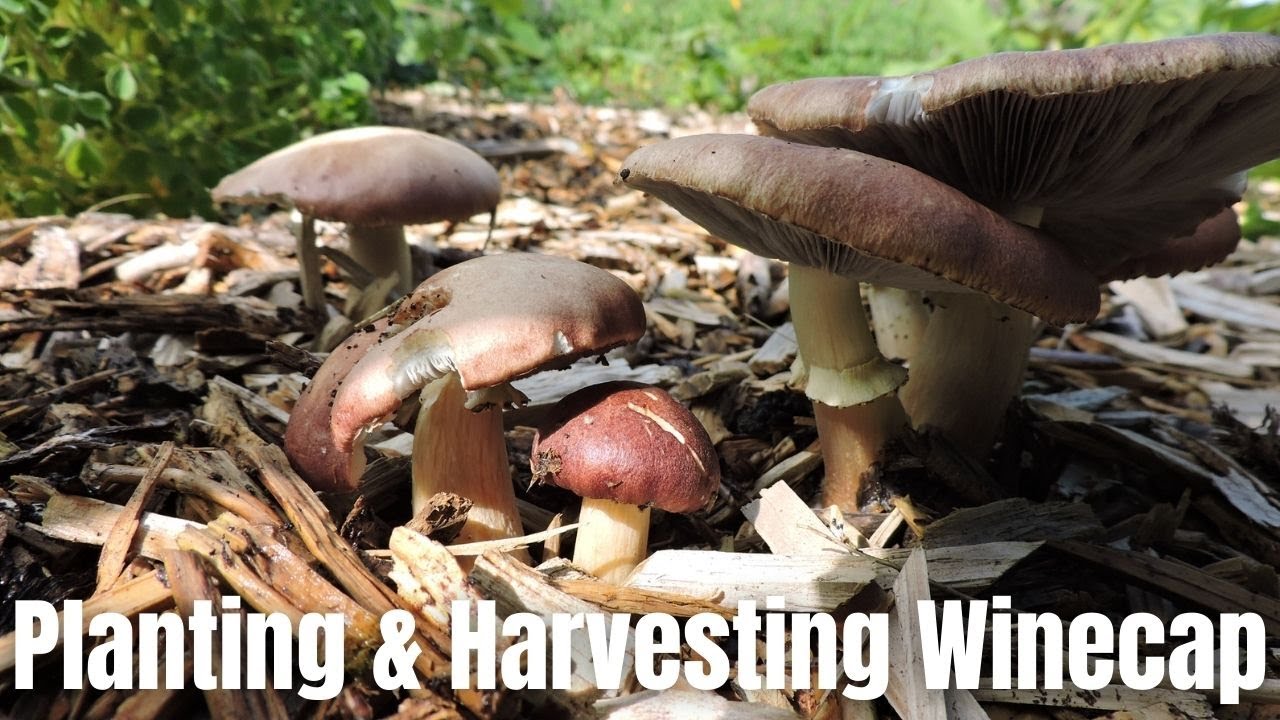 Growing Mushrooms in Your Garden   Planting & Harvesting Winecap
