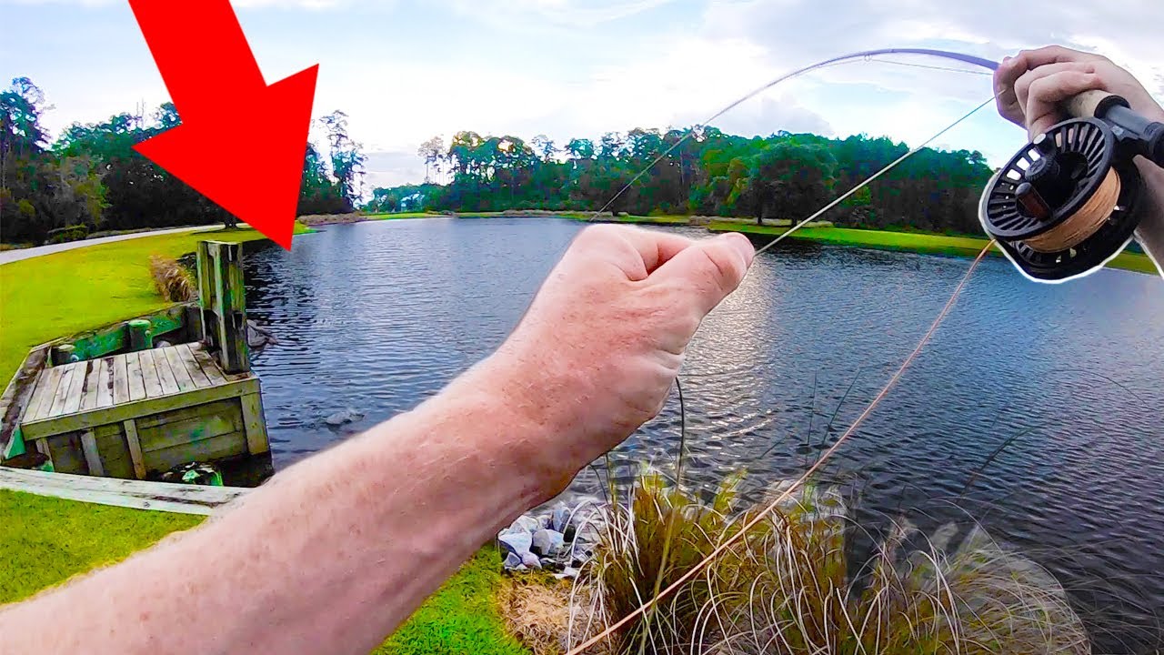 Catching GIANTS while FLY FISHING for bass!!! (TOPWATER fly fishing)
