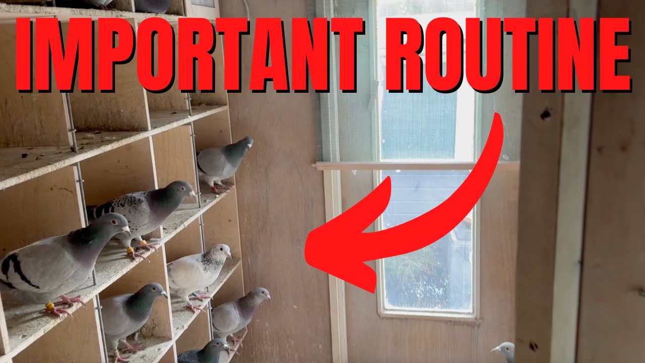 Winter Routine With My Racing Pigeons