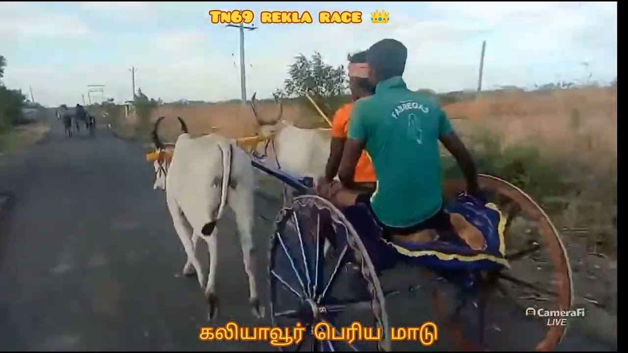 கலியாவூர் பெரியமாட்டு வண்டி பந்தயம் 29.06.22@tn69reklarace69