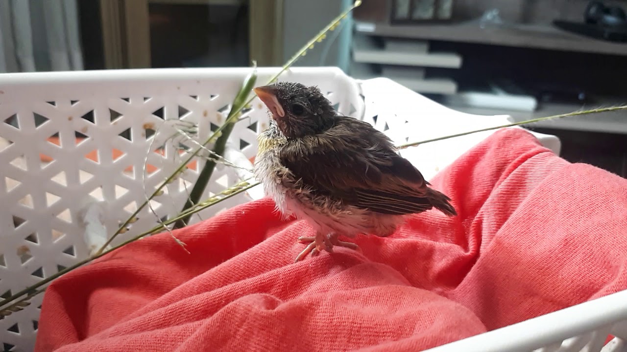 Pio de Filhote de Canário da Terra Pedindo Comida