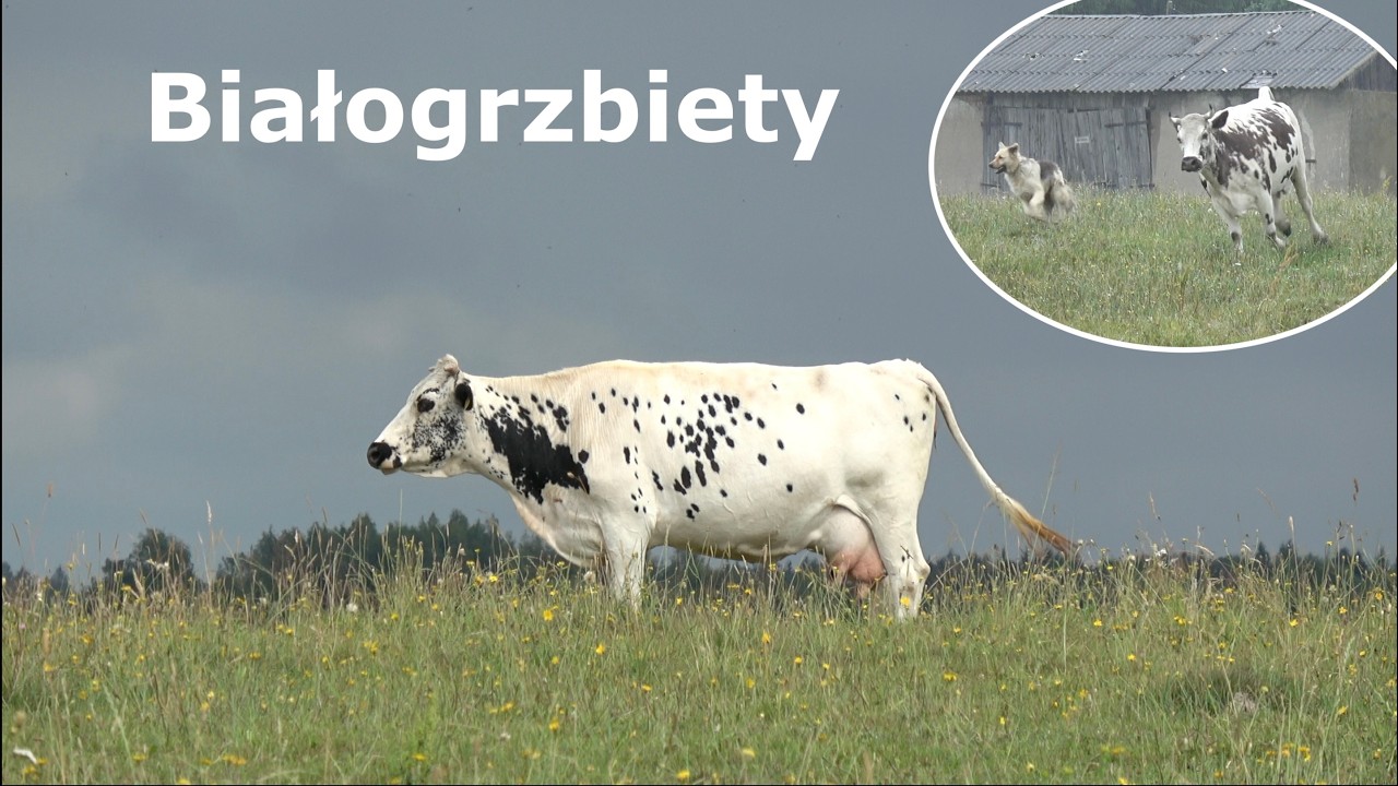 Białogrzbiety Skarb Warmii i Mazur