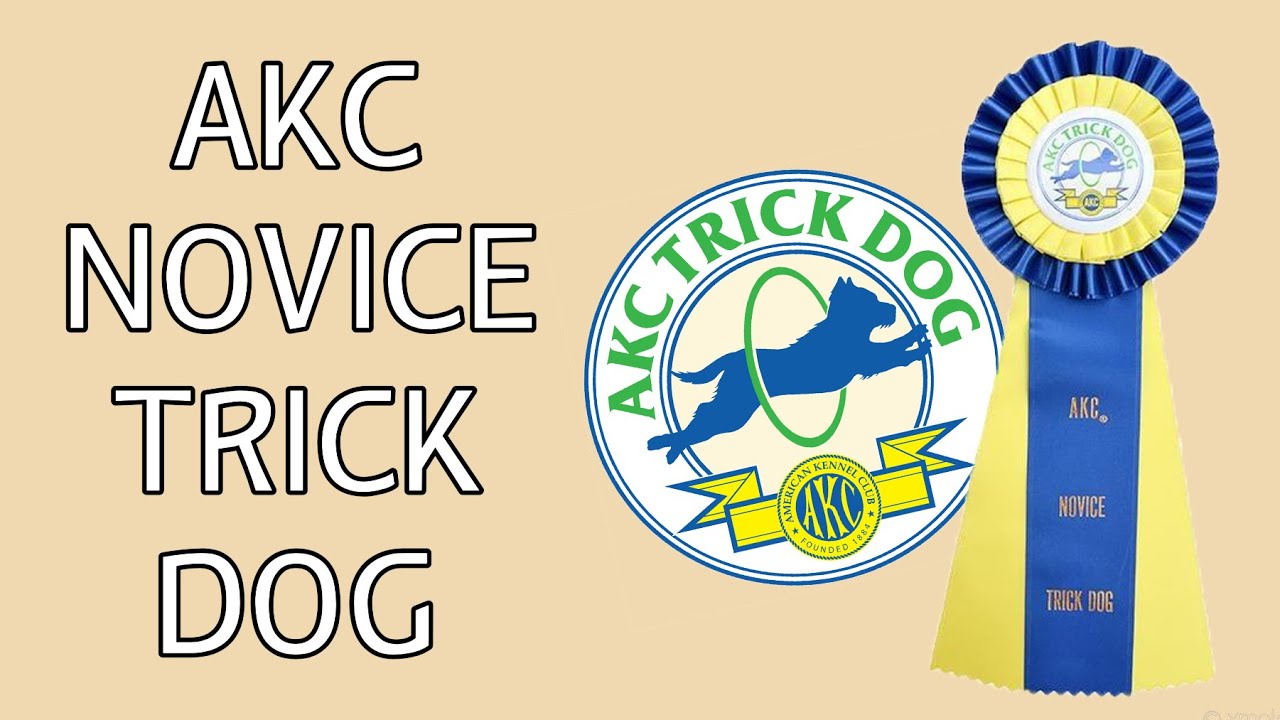 AKC Novice Trick Dog Title - TKN - Maverick